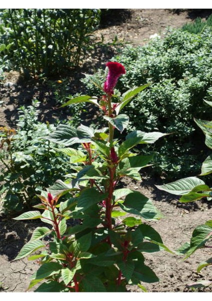 Favori Ürün Horoz Ibiği Karışık (10 30 Cm) 10 Adet Saksılı/tüplü Amaranthus Caudatus indirimleri