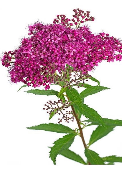 Çok Satan 1 Adet Pembe Keçi Sakalı Çiçeği 40-60 cm Saksılı Çiçekli Bodur Bitki (Codiaeum Variegatum)