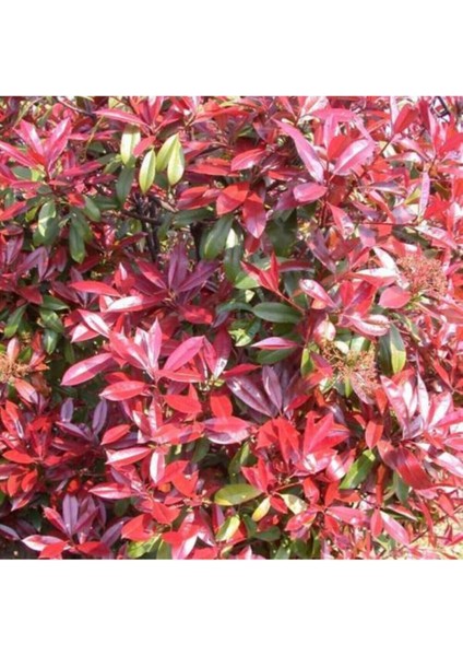 Çok Satan 1 Adet Alev Çalısı Çiçeği 40-60 cm Tüplü Çiçekli Bodur Bitkiler Photinia Glabra