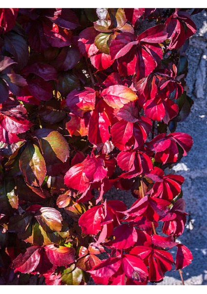 Favori Ürün Amerikan Sarmaşığı (50 60 Cm) 1 Adet Saksılı Dış Mekan Parthenocissus Guinquefolia fiyatları