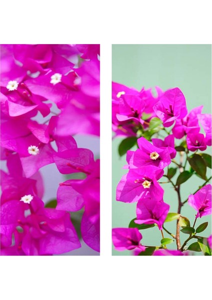 Çok Satan 1 Adet Pembe Renk Begonvil Çiçeği 30-60 cm Tüplü Çiçekli Bodur Bitkiler Bougainvillea