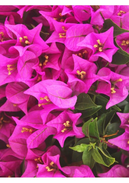Çok Satan 1 Adet Pembe Renk Begonvil Çiçeği 30-60 cm Tüplü Çiçekli Bodur Bitkiler Bougainvillea