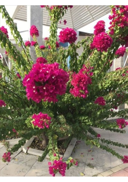 Çok Satan 1 Adet Pembe Renk Begonvil Çiçeği 30-60 cm Tüplü Çiçekli Bodur Bitkiler Bougainvillea