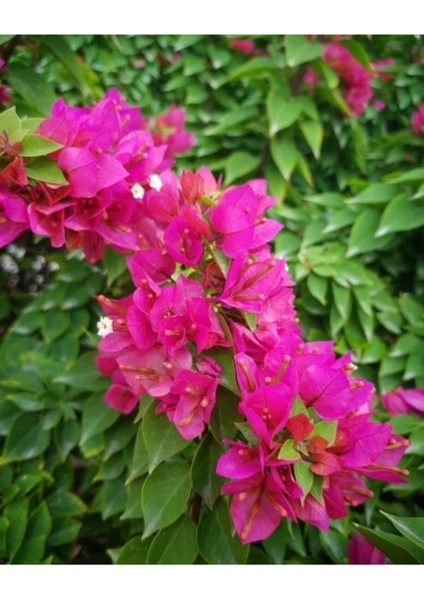 Çok Satan 1 Adet Pembe Renk Begonvil Çiçeği 30-60 cm Tüplü Çiçekli Bodur Bitkiler Bougainvillea