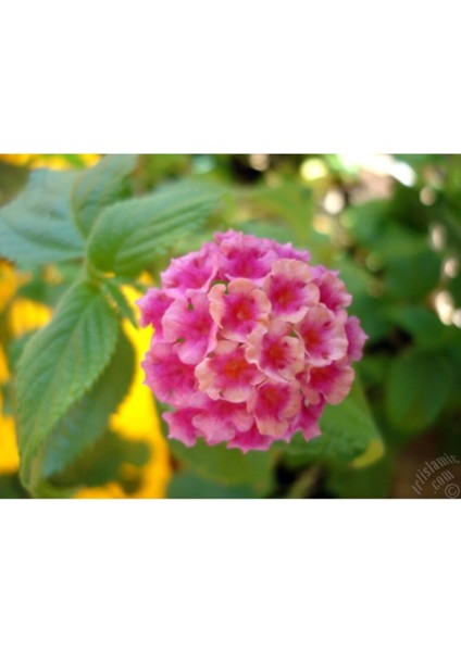 Kampanyalı 1 Adet Pembe Bodur Ağaç Minesi 25-40CM Tüplü Çiçekli Bodur Bitkiler Bromeliaceae