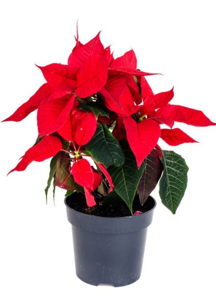 Çok Satan Atatürk Çiçeği (30 50 Cm)1 Adet Saksılı Çiçekli Bodur Bitki Poinsettia