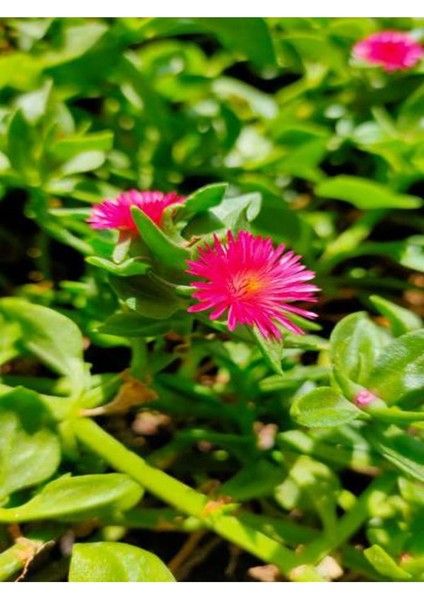 Çok Satan Pembe Renkli Buz Çiçeği (5 10 Cm)30 Adet Saksılı/ Tüplü Çiçekli Bodur Bitki Delosperma