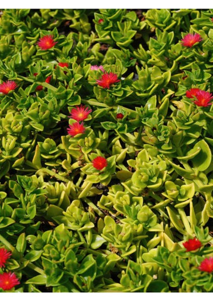 Çok Satan Pembe Renkli Buz Çiçeği (5 10 Cm)30 Adet Saksılı/ Tüplü Çiçekli Bodur Bitki Delosperma