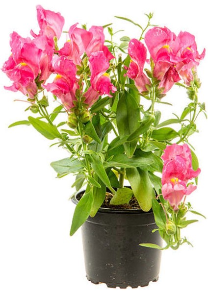 Çok Satan Pembe Aslanağzı Çiçeği (5 15 Cm)10 Adet Saksılı/ Tüplü Bahçe Balkon Bitkisi Antirrhinum