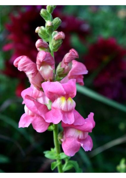 Çok Satan Pembe Aslanağzı Çiçeği (5 15 Cm)10 Adet Saksılı/ Tüplü Bahçe Balkon Bitkisi Antirrhinum fiyatları