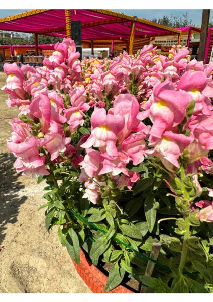 Çok Satan Pembe Aslanağzı Çiçeği (5 15 Cm)10 Adet Saksılı/ Tüplü Bahçe Balkon Bitkisi Antirrhinum modelleri