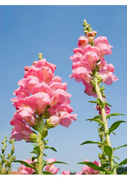 Çok Satan Pembe Aslanağzı Çiçeği (5 15 Cm)10 Adet Saksılı/ Tüplü Bahçe Balkon Bitkisi Antirrhinum fırsatları