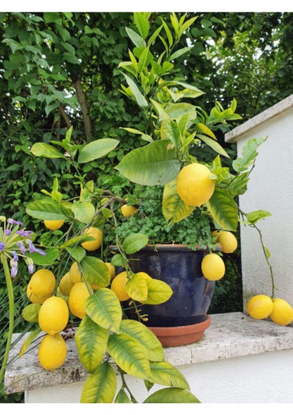 Çok Satan Bol Sulu Yediveren Limon (80 100 Cm)1 Adet Saksılı/ Tüplü Citrus Limon