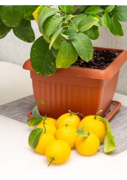 Çok Satan Bol Sulu Yediveren Limon (80 100 Cm)1 Adet Saksılı/ Tüplü Citrus Limon fiyatları