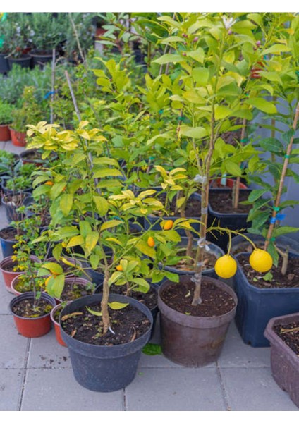 Çok Satan Bol Sulu Yediveren Limon (80 100 Cm)1 Adet Saksılı/ Tüplü Citrus Limon modelleri