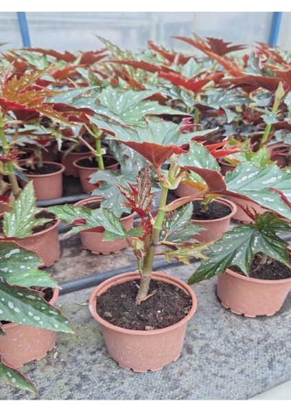 Çok Avantajlı Çınar Çilli Begonya Çiçeği 1 Adet SAKSILI15-30CM Iç Mekan Bitkisi