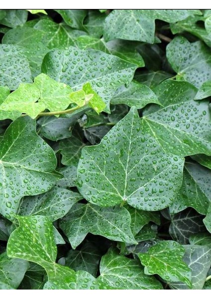 Saksılı Canlı Sarmaşık – Hedera Helix – 40-60 cm – Sağlıklı ve Formlu