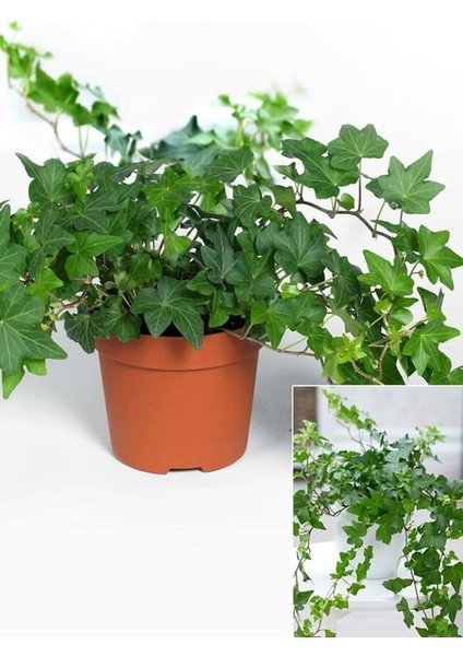 Saksılı Canlı Sarmaşık – Hedera Helix – 40-60 cm – Sağlıklı ve Formlu fırsatları