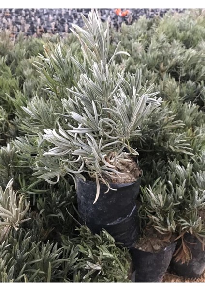 Kampanyalı Serada Decor&plant Tüplü Yoğun Kokulu Aromatik Lavanta Fidanı modelleri