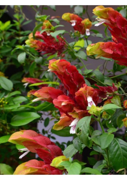 Çok Satan Karides Çiçeği (30 50 Cm)1 Adet Saksılı/ Tüplü Iç/ Dış Mekan Bitkisi Pachystachys Lutea