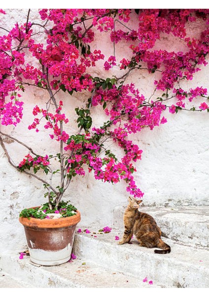 Çok Satan Pembe Çiçekli Begonvil (60 100 Cm)1 Adet Saksılı Iç/ Dış Mekan Bitkisi Bougainvillea