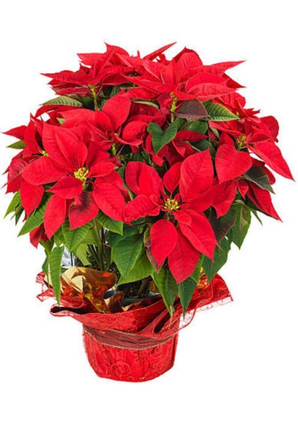 Çok Satan Atatürk Çiçeği Kırmızı Renkli (30 40 Cm)1 Adet Saksılı Çiçekli Bodur Bitki Poinsettia fırsatları