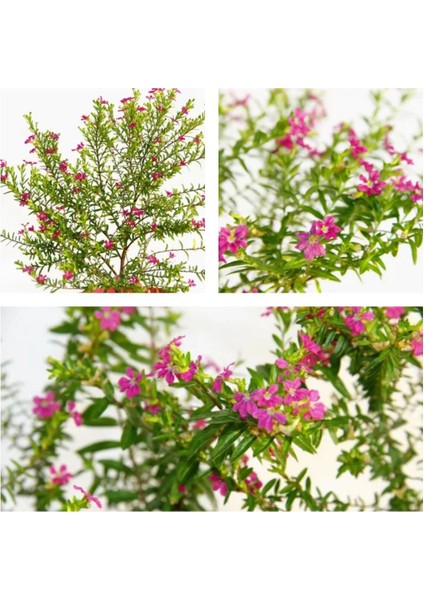 Çok Satan 1 Adet Pembe Renk Cennet Çiçeği 20-30 cm Tüplü Çiçekli Bodur Bitkiler Pink Strelitzia