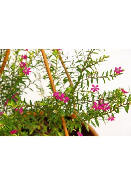 Çok Satan 1 Adet Pembe Renk Cennet Çiçeği 20-30 cm Tüplü Çiçekli Bodur Bitkiler Pink Strelitzia fiyatları