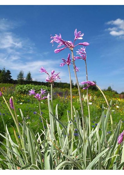 Çok Satan Sosyete Sarımsağı Çiçeği (40 50 Cm)1 Adet Tüplü Çiçekli Bodur Bitki Tulbaghia Violacea fiyatları