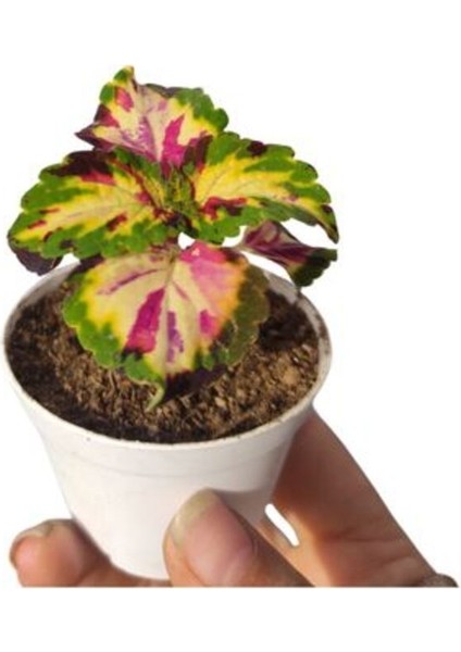 Çok Satan Dikkat Çekici Yaprak Güzeli Çiçeği 1 Adet (5-10 Cm) Iç/dış Mekan Bitkisi