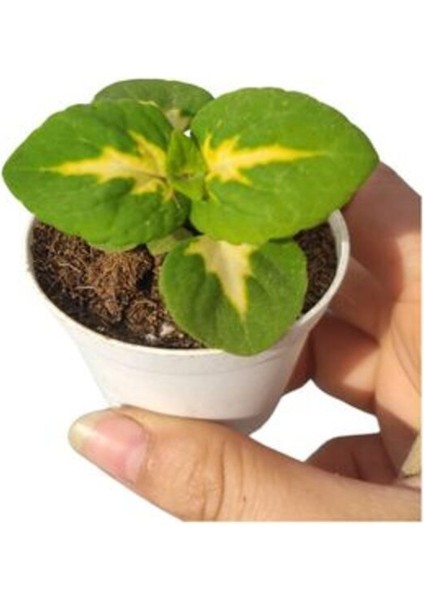 Çok Satan Dikkat Çekici Yaprak Güzeli Çiçeği 1 Adet (5-10 Cm) Iç/dış Mekan Bitkisi fiyatları