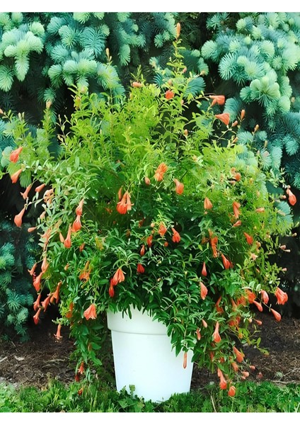 Çok Satan Bodur Süs Narı Fidanı (30 60 Cm)1 Adet Saksılı Çiçekli Bodur Bitki Punica Granatum Nana modelleri