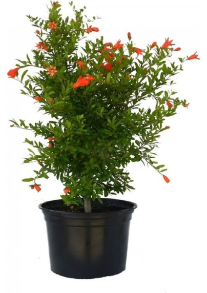 Çok Satan Bodur Süs Narı Fidanı (30 60 Cm)1 Adet Saksılı Çiçekli Bodur Bitki Punica Granatum Nana fırsatları