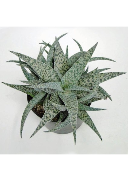Kampanyalı Aloe White Beauty Sukulent Bitkisi