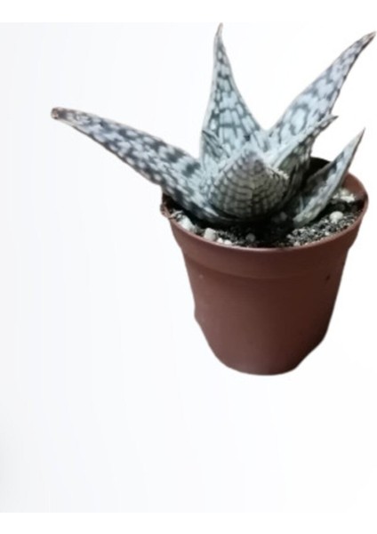 Kampanyalı Aloe White Beauty Sukulent Bitkisi modelleri
