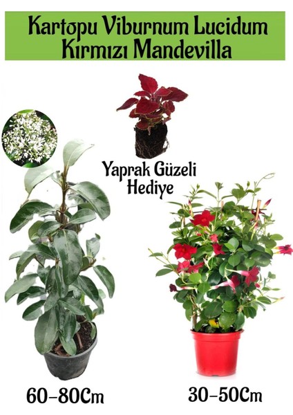 Favori Ürün Kartopu Viburnum 1 Adet+Kırmızı Mandevilla 1 Adet+Yaprak Güzeli Hediye Bahçe Bitkisi