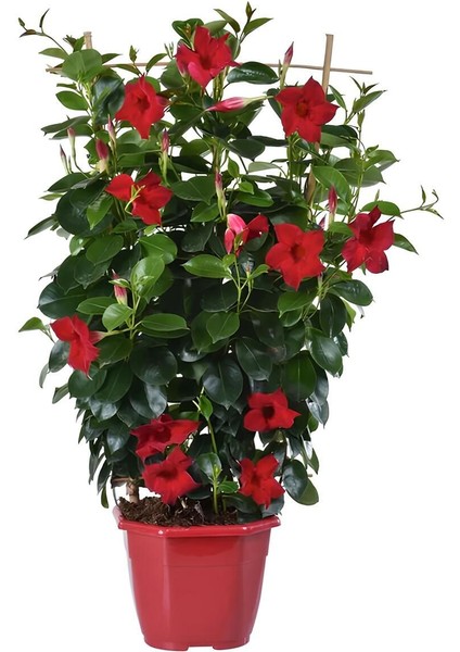Favori Ürün Kartopu Viburnum 1 Adet+Kırmızı Mandevilla 1 Adet+Yaprak Güzeli Hediye Bahçe Bitkisi