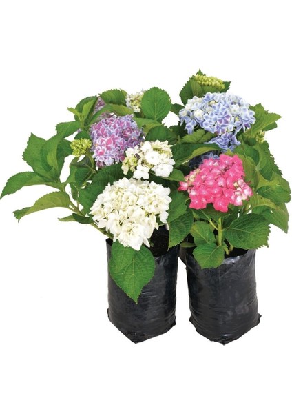 Ortanca Çiçeği, Ortanca Fidanı 5 Adet Tüplü fiyatları