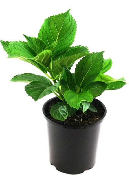 Ortanca Çiçeği, Ortanca Fidanı 5 Adet Tüplü modelleri