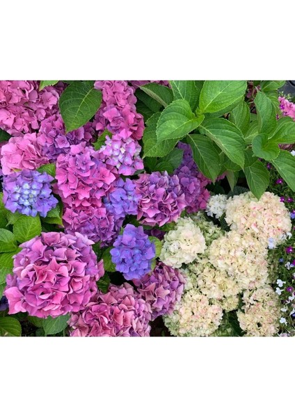 Ortanca Çiçeği, Ortanca Fidanı 5 Adet Tüplü fırsatları