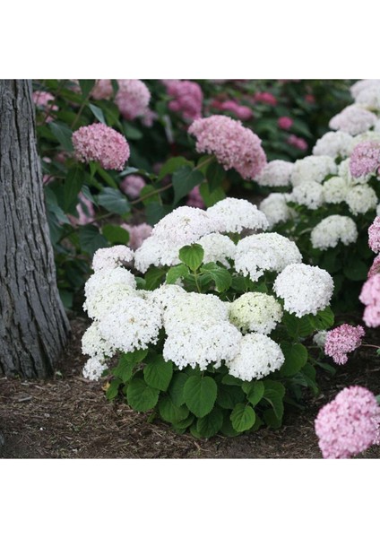 Ortanca Çiçeği, Ortanca Fidanı 5 Adet Tüplü indirimleri