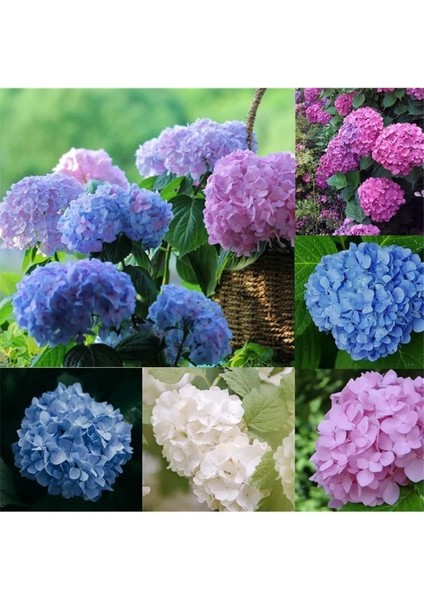 Ortanca Çiçeği, Ortanca Fidanı 5 Adet Tüplü