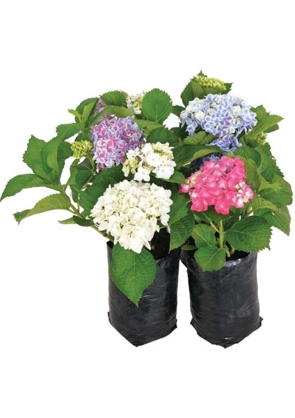 Ortanca Çiçeği, Ortanca Fidanı 5 Adet Tüplü