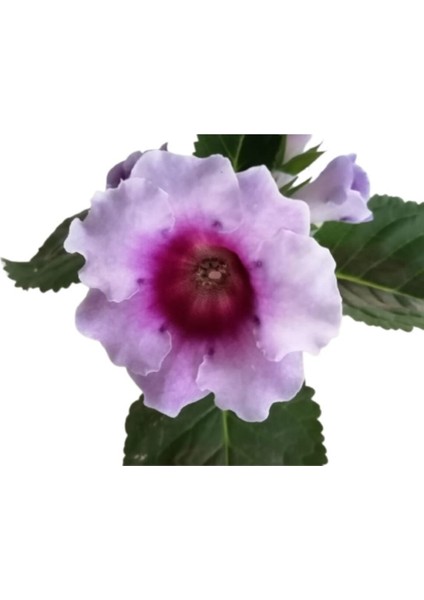 Çok Avantajlı Gloxinia - Bardak Menekşe (Mor - Beyaz Çiçekli)