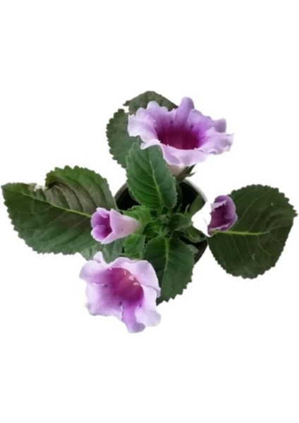 Çok Avantajlı Gloxinia - Bardak Menekşe (Mor - Beyaz Çiçekli) fiyatları