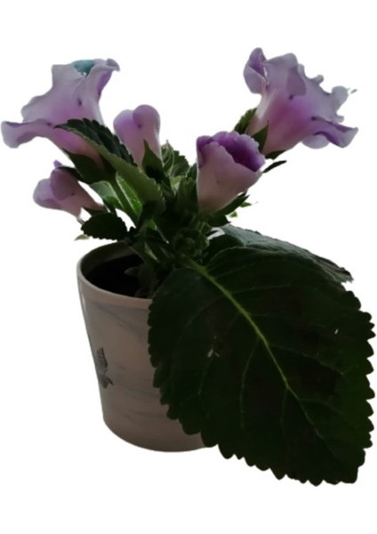 Çok Avantajlı Gloxinia - Bardak Menekşe (Mor - Beyaz Çiçekli) modelleri