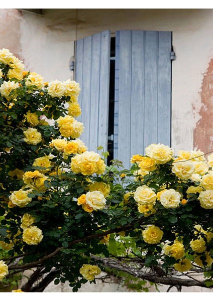 Avantajlı Sarı Sarmaşık Gül Fidanı Kokulu (90 140 Cm)1 Adet Tüplü Aşılı Gül Yellow Rose