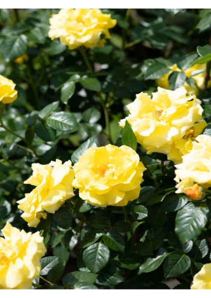 Avantajlı Sarı Sarmaşık Gül Fidanı Kokulu (90 140 Cm)1 Adet Tüplü Aşılı Gül Yellow Rose