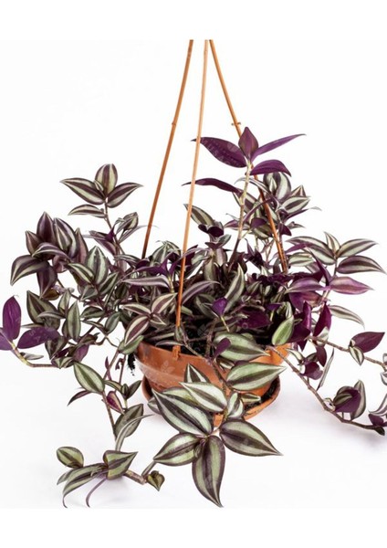 Kampanyalı Yeşil Alacalı Tradescantia Zebrina Çiçeği1 Adet Saksılı 30-50CM modelleri