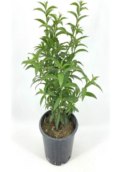 Çok Satan Melisa Kolanya Çiçeği (50 70 Cm)4 Adet Saksılı Çiçekli Dış Mekan Bitkisi Melissa Officinalis fırsatları